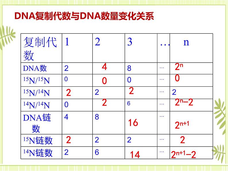 3.3 DNA的复制 课件+教案07