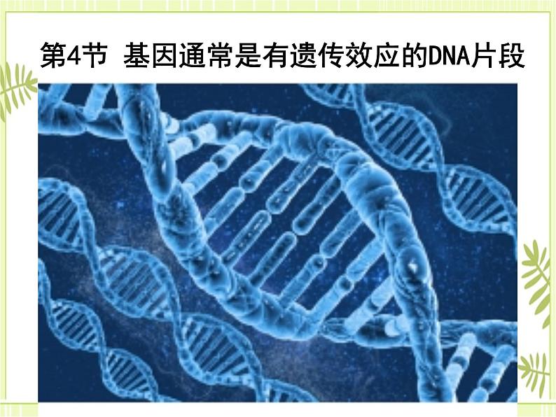 3.4 基因通常是有遗传效应的DNA片段 课件+教案01