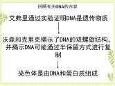 3.4 基因通常是有遗传效应的DNA片段 课件+教案