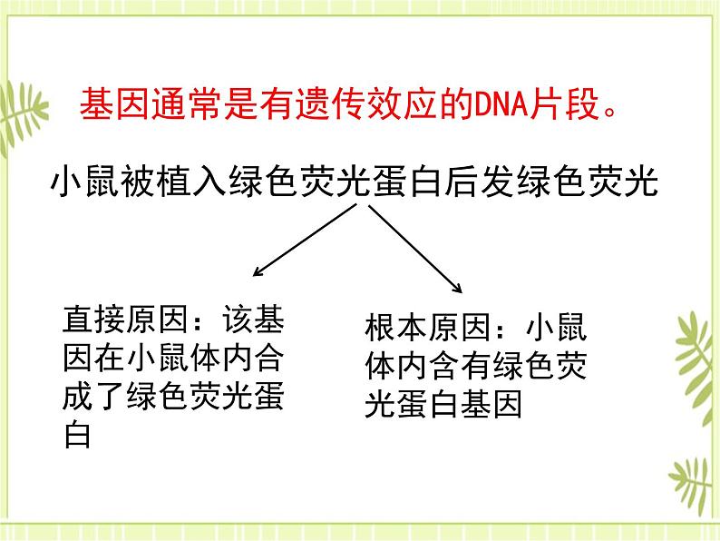 3.4 基因通常是有遗传效应的DNA片段 课件+教案08