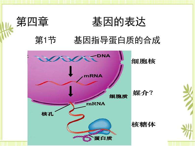 4.1 基因指导蛋白质的合成 课件+教案01