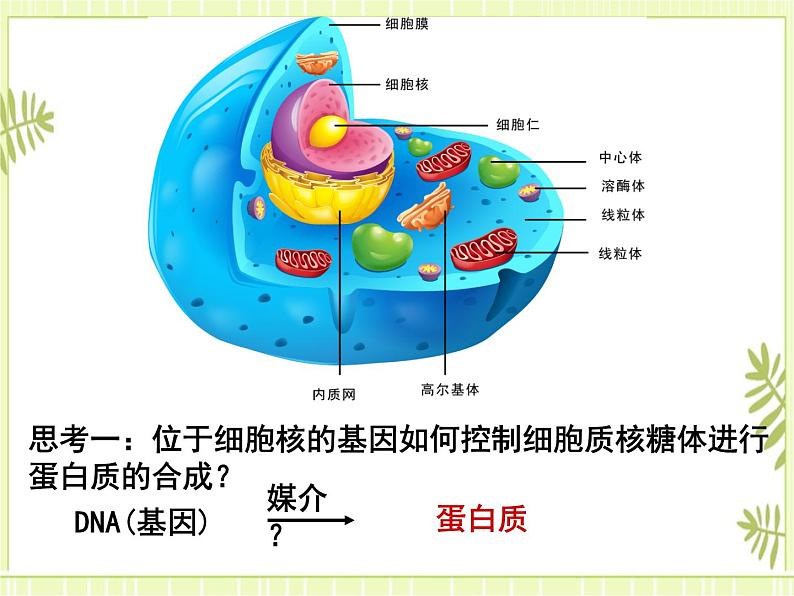 4.1 基因指导蛋白质的合成 课件+教案03