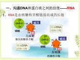 4.1 基因指导蛋白质的合成 课件+教案