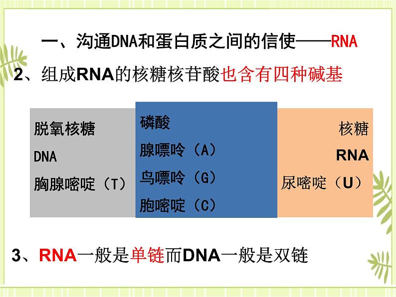 4.1 基因指导蛋白质的合成 课件+教案05