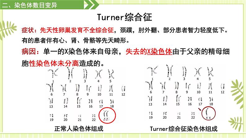 5.2 染色体变异 课件+教案05