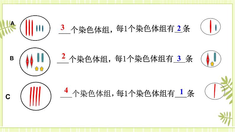 5.2 染色体变异 课件+教案08