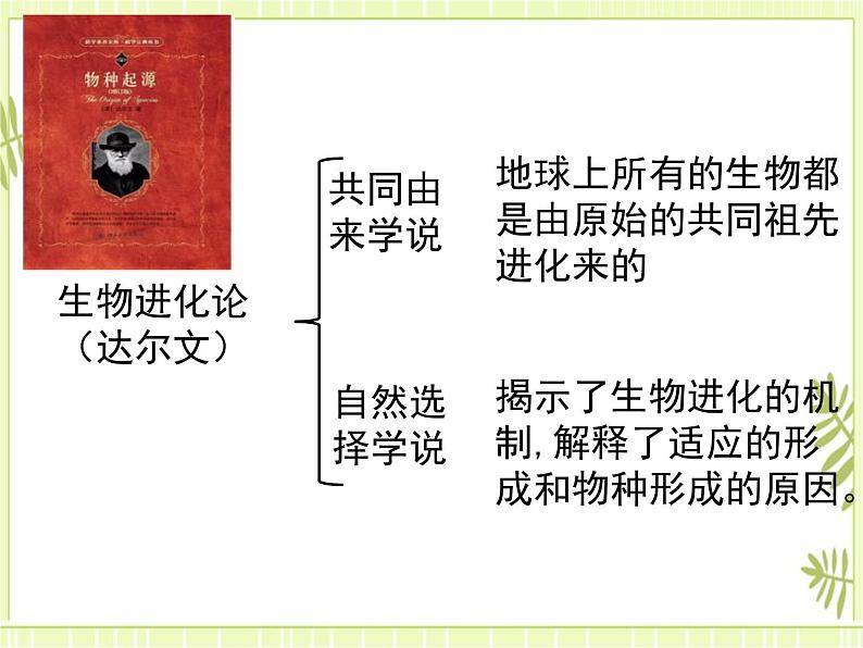 6.1 生物有共同祖先的证据 课件+教案04