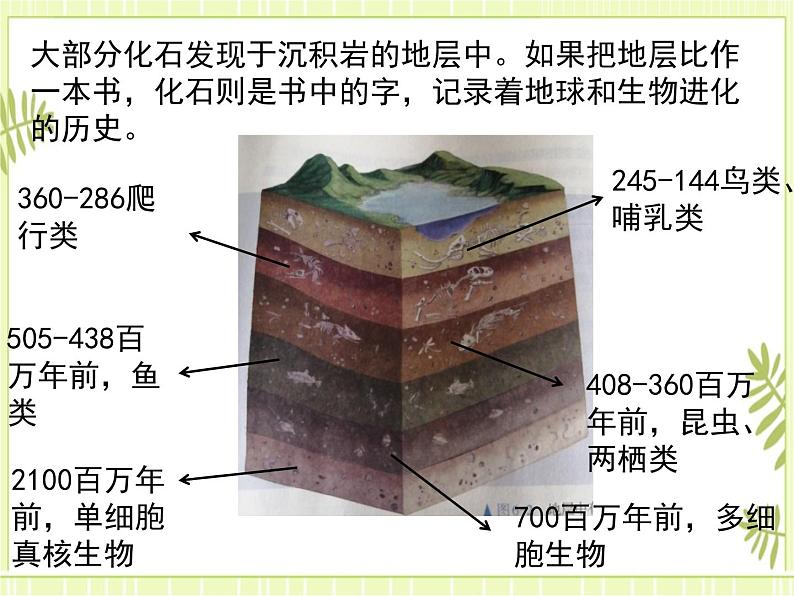 6.1 生物有共同祖先的证据 课件+教案06