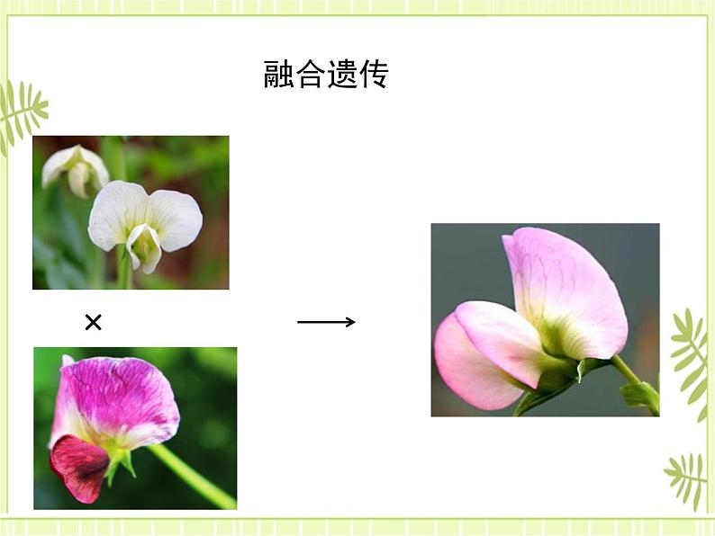 1.1 孟德尔的豌豆杂交实验（一） 课件人教版（2019）高一生物必修二第2页