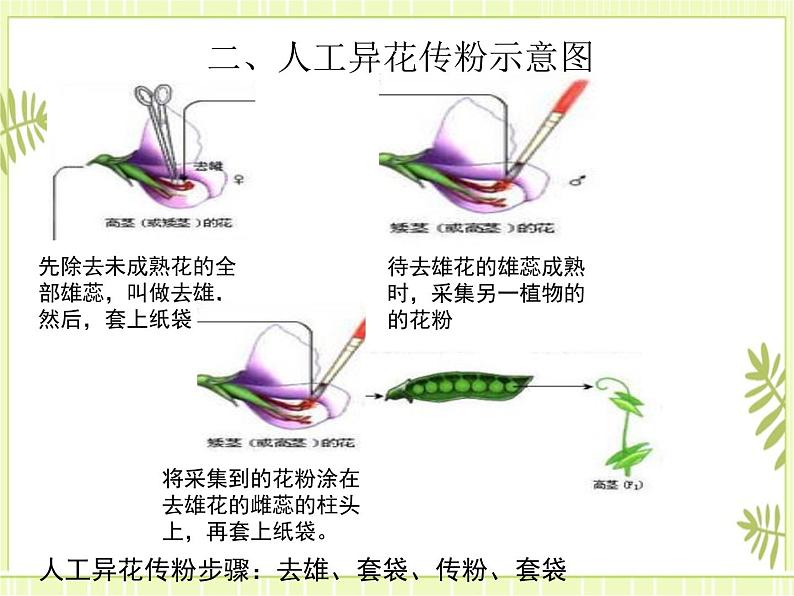 1.1 孟德尔的豌豆杂交实验（一） 课件人教版（2019）高一生物必修二第7页