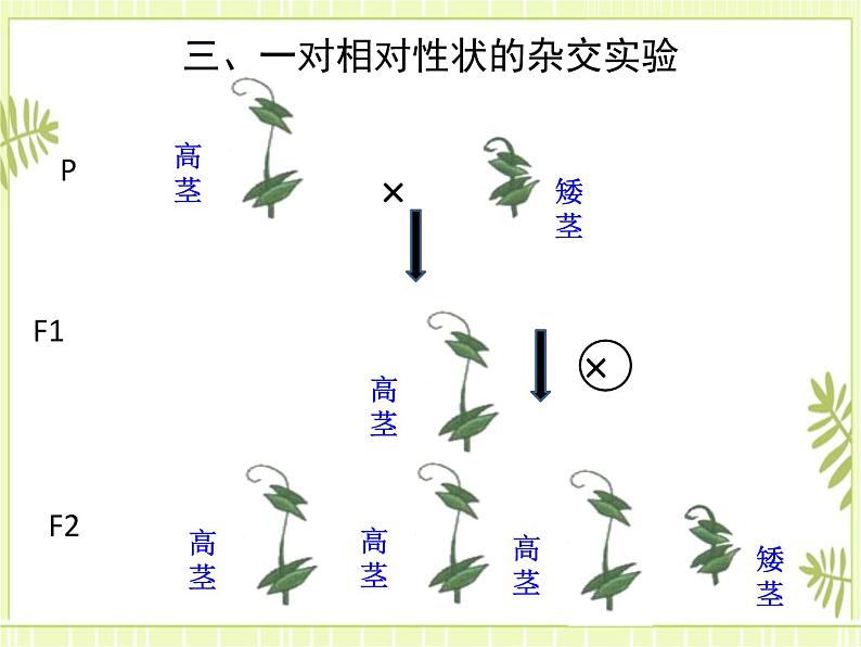 1.1 孟德尔的豌豆杂交实验（一） 课件人教版（2019）高一生物必修二第8页