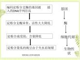 4.2 基因的表达与性状的关系 课件+教案