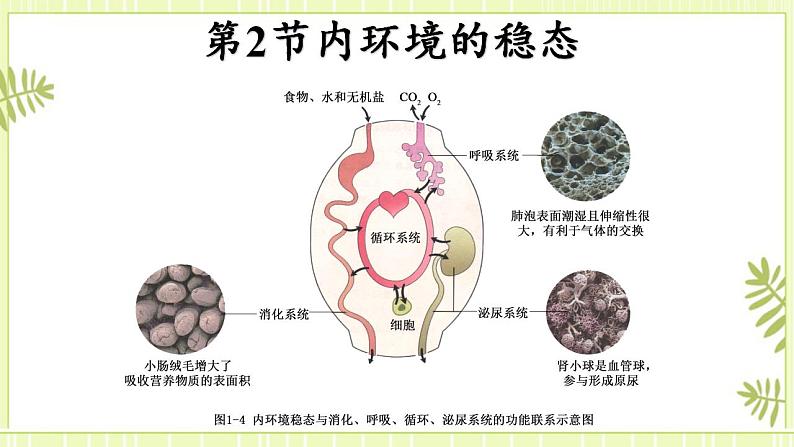 1.2内环境的稳态课件高中生物人教版（2019）选择性必修一第2页