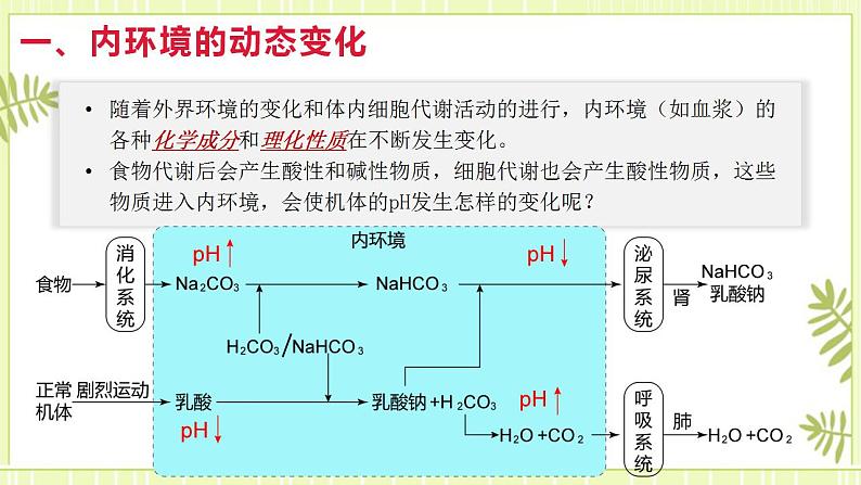 1.2内环境的稳态课件高中生物人教版（2019）选择性必修一第5页