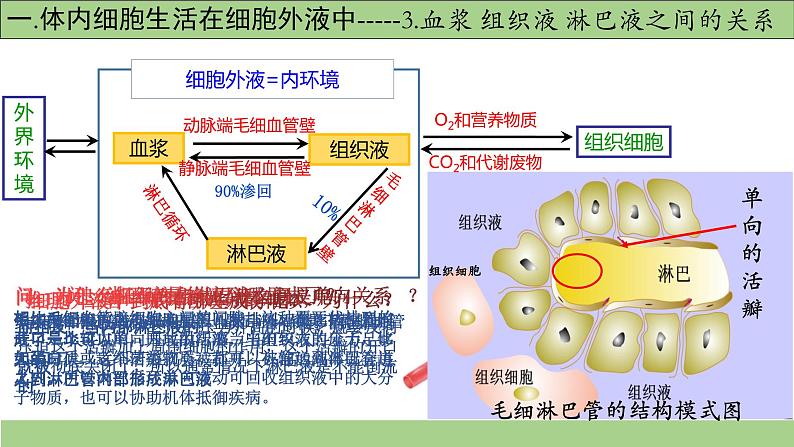 1.1细胞生活的环境-课件-2021-2022学年高二上学期生物人教版（2019）选择性必修1第6页