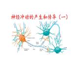 2.3神经冲动的产生和传导（一）课件-2021-2022学年高二上学期生物人教版2019必修3