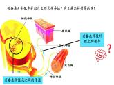2.3神经冲动的产生和传导（一）课件-2021-2022学年高二上学期生物人教版2019必修3