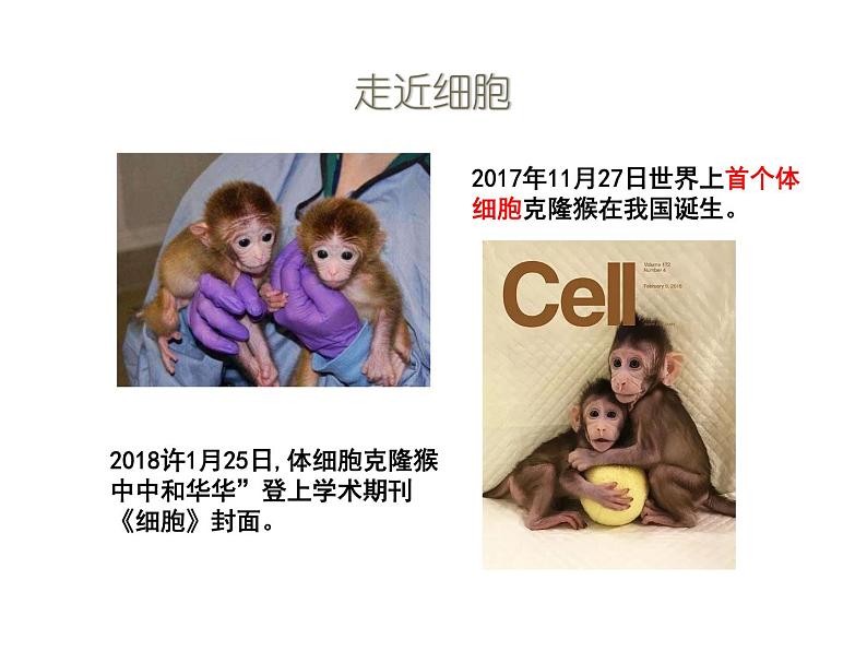 1.1细胞是生命活动的基本单位课件2021-2022学年高一上学期生物人教版必修一03