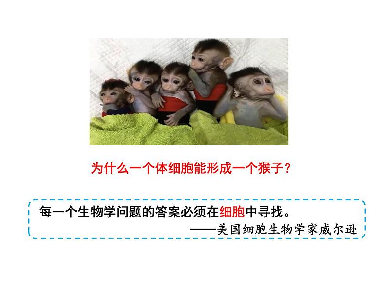 1.1细胞是生命活动的基本单位课件2021-2022学年高一上学期生物人教版必修一04