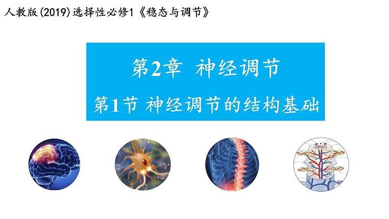 2022-2023学年高二上学期生物人教版选择性必修一2.1神经调节的结构基础课件第2页