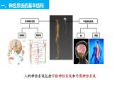 2022-2023学年高二上学期生物人教版选择性必修一2.1神经调节的结构基础课件