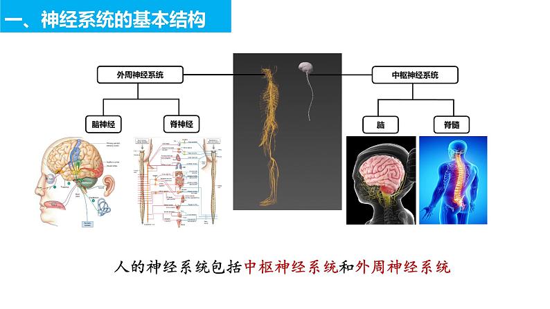 2022-2023学年高二上学期生物人教版选择性必修一2.1神经调节的结构基础课件第3页