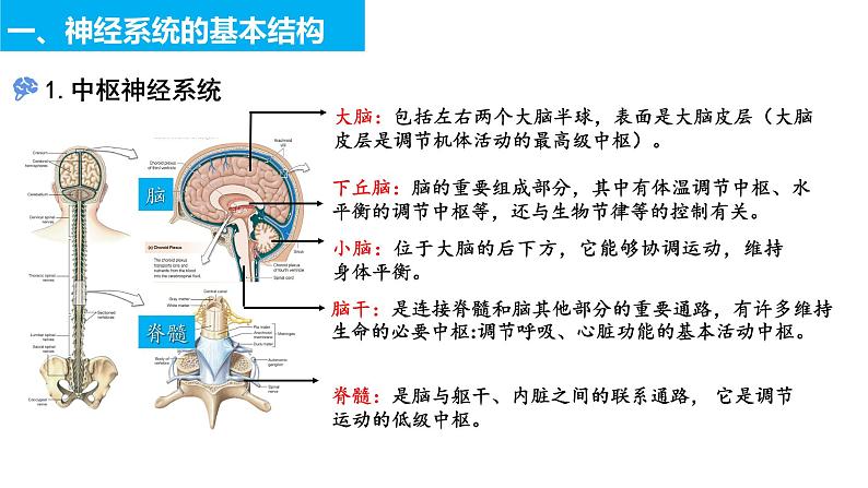 2022-2023学年高二上学期生物人教版选择性必修一2.1神经调节的结构基础课件第4页