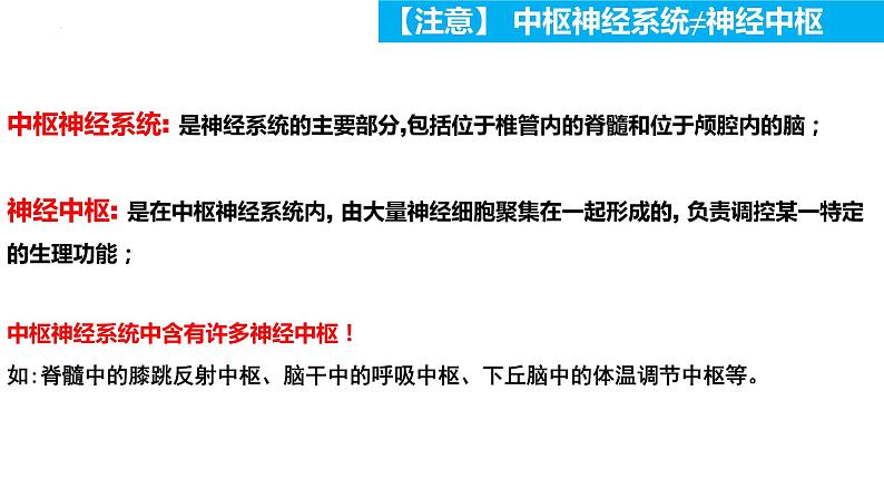 2022-2023学年高二上学期生物人教版选择性必修一2.1神经调节的结构基础课件第5页