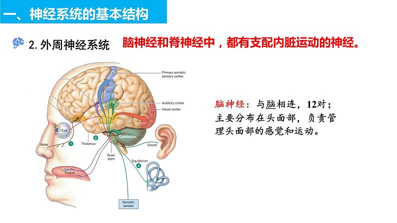 2022-2023学年高二上学期生物人教版选择性必修一2.1神经调节的结构基础课件第7页