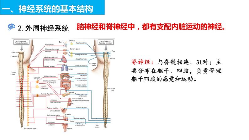 2022-2023学年高二上学期生物人教版选择性必修一2.1神经调节的结构基础课件第8页