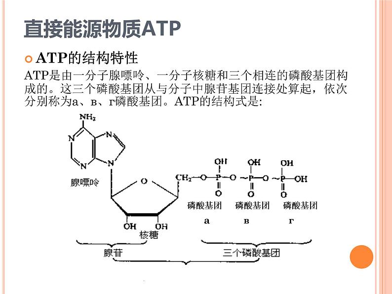 必修1第5章第2节 细胞的能量“货币”ATP 课件PPT第7页