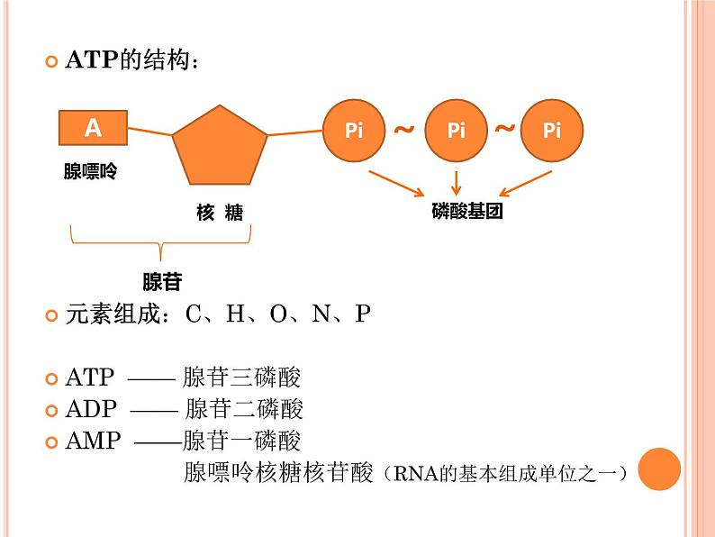 必修1第5章第2节 细胞的能量“货币”ATP 课件PPT第8页