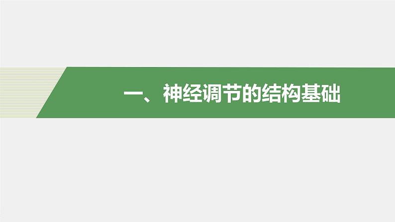 第一章人体稳态维持的生理基础  第一节　神经调节 第1课时 神经系统的组成（学案+课件）04