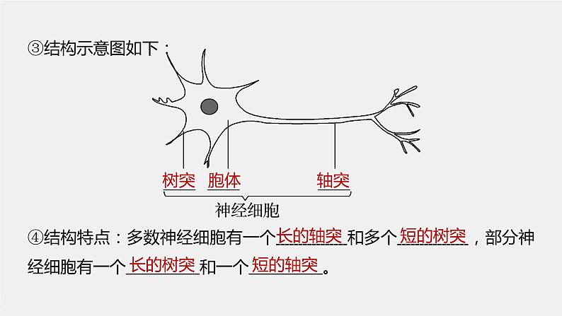 第一章人体稳态维持的生理基础  第一节　神经调节 第1课时 神经系统的组成（学案+课件）08