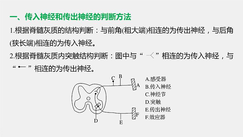 高中生物苏教版（2019）选择性必修1第一章 微专题一 动作电位的传导与传递相关实验分析题 （学案+课件）02