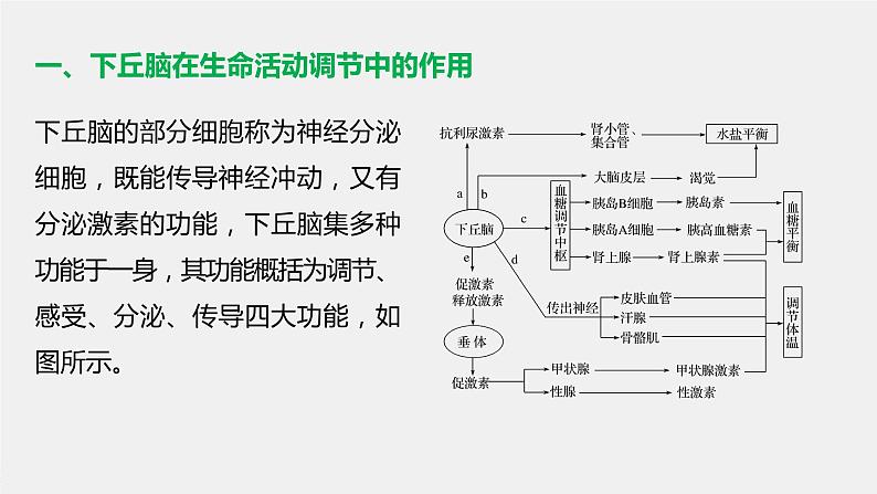 高中生物苏教版（2019）选择性必修一第二章  微专题三 下丘脑的作用及生命活动调节类型的判断（学案+课件）02