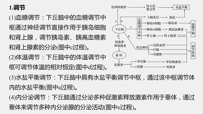 高中生物苏教版（2019）选择性必修一第二章  微专题三 下丘脑的作用及生命活动调节类型的判断（学案+课件）03