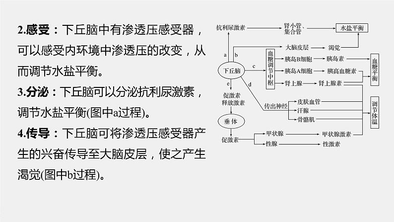 高中生物苏教版（2019）选择性必修一第二章  微专题三 下丘脑的作用及生命活动调节类型的判断（学案+课件）04