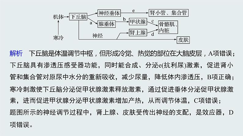 高中生物苏教版（2019）选择性必修一第二章  微专题三 下丘脑的作用及生命活动调节类型的判断（学案+课件）08