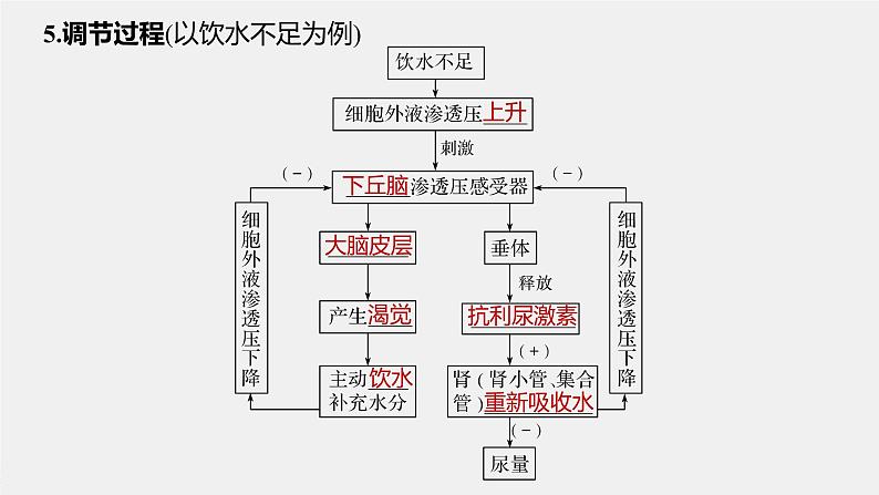 高中生物苏教版(2019)选择性必修一第二章 人体内环境与稳态 第三节 水盐平衡的调节（学案+课件）06