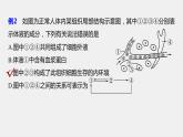 高中生物苏教版（2019）选择性必修一第二章   微专题二 内环境的结构识别、跨膜分析及组织水肿原因（学案+课件）