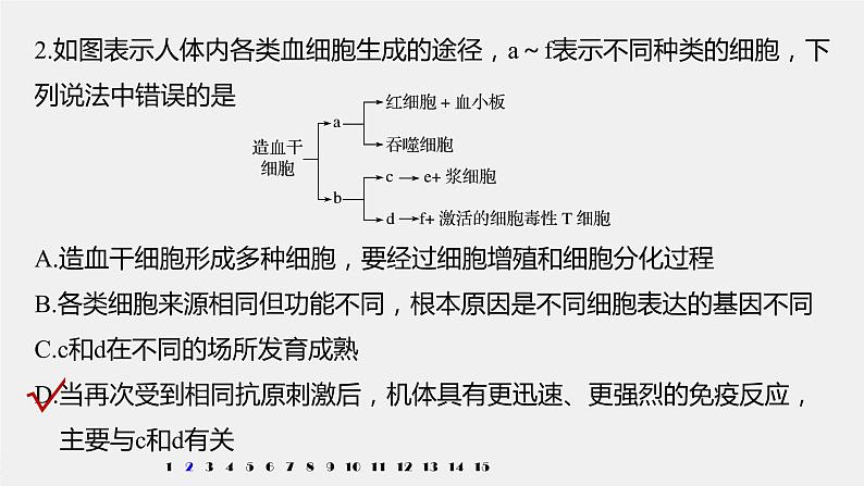 高中生物苏教版（2019）选择性必修一第三章 人体的免疫调节与稳态 重点突破练(三)（学案+课件）04