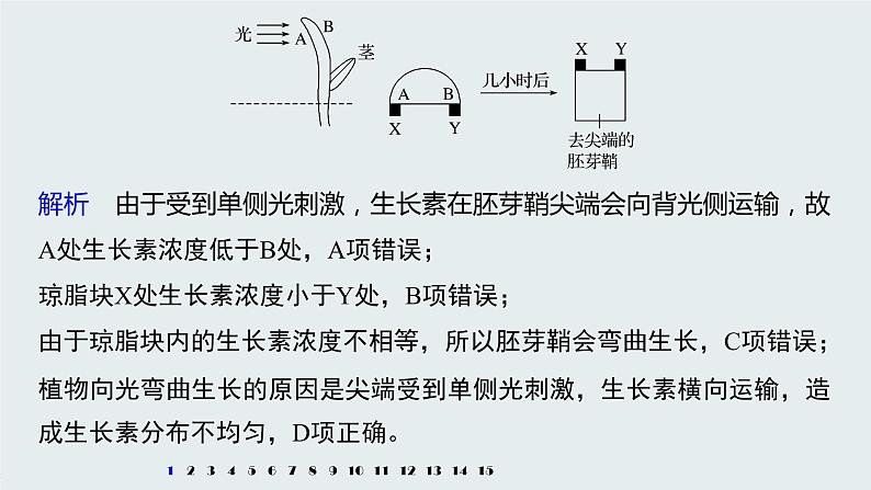 高中生物苏教版（2019）选择性必修一第四章 植物生命活动的调节 重点突破练(四)（学案+课件）03