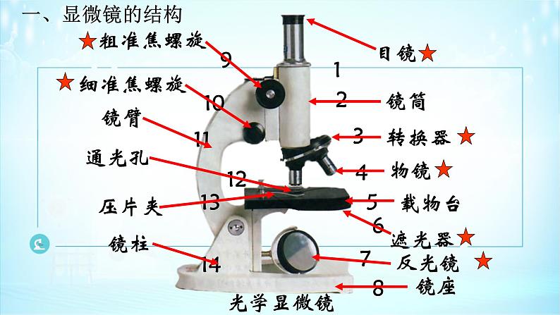 1.2细胞的多样性和统一性课件-2021-2022学年高一上学期生物人教版（2019）必修103