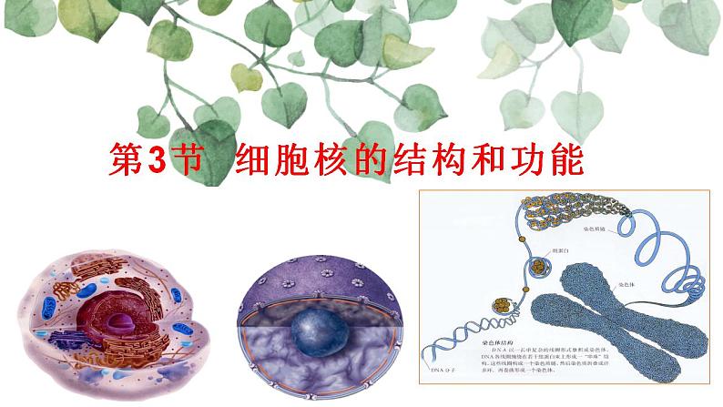 3.3 细胞核的结构和功能课件-2021-2022学年高一上学期生物人教版（2019）必修1第1页