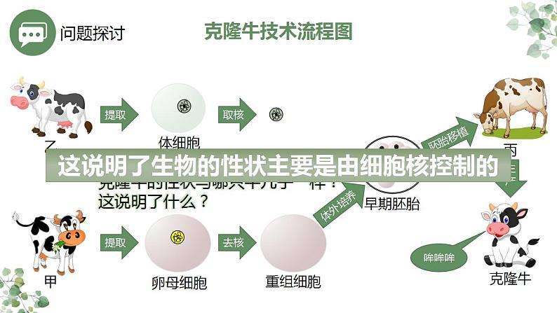 3.3 细胞核的结构和功能课件-2021-2022学年高一上学期生物人教版（2019）必修1第2页