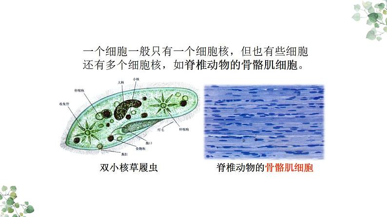 3.3 细胞核的结构和功能课件-2021-2022学年高一上学期生物人教版（2019）必修1第6页