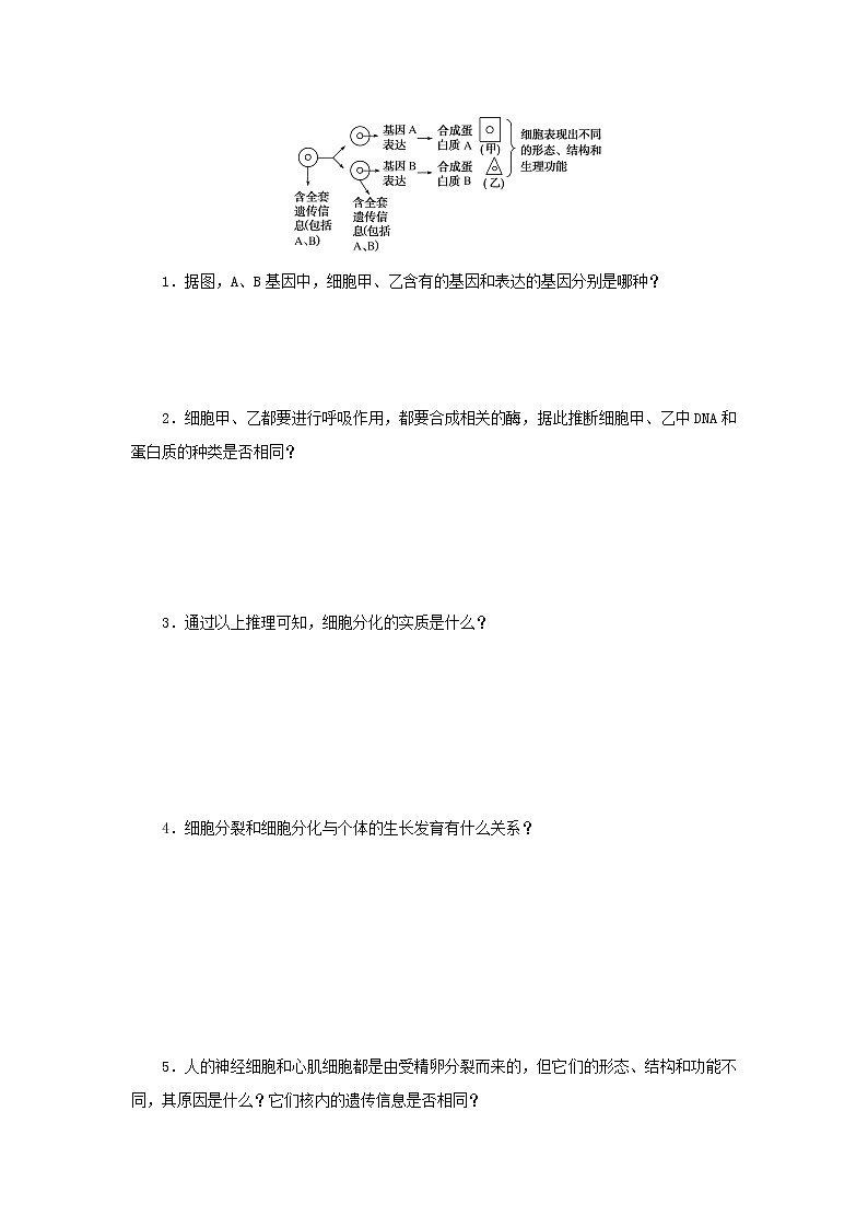 2022_2023学年新教材高中生物第6章细胞的生命历程第2节细胞的分化课堂互动探究案新人教版必修1 学案02