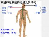 2.1 通过神经系统的调节 课件