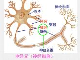 2.1 通过神经系统的调节 课件